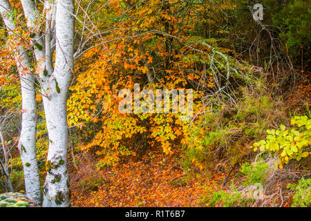Forêt de hêtres en automne. Banque D'Images