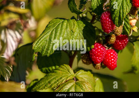 Framboises sur Direction générale de bush. Automne framboises Groseilles sur bush. Les framboises rouges dans le jardin. Les baies d'automne en Lettonie. Banque D'Images