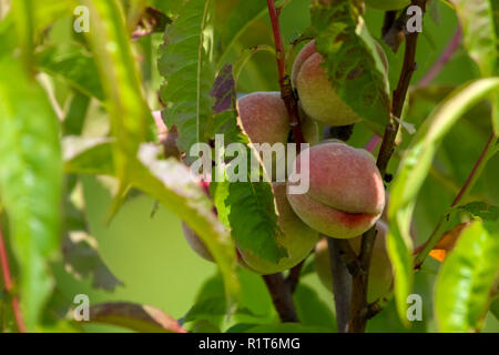 Peaches on tree branch. Les pêches non mûres sur l'arbre. Pêches au jardin. Les fruits d'été en Lettonie. Peach Tree en savoureux sur orchard d'été ensoleillé. Banque D'Images