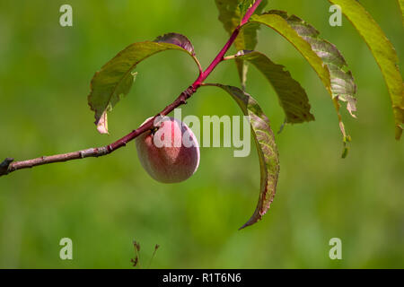 Peach sur branche d'arbre. Pêche pas mûre sur arbre. Pêche au jardin. Les fruits d'été en Lettonie. Peach Tree en savoureux sur fond vert. Banque D'Images