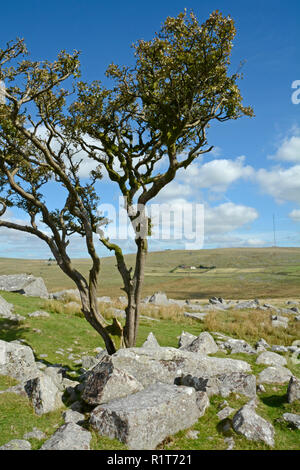 King's Tor à Dartmoor, dans le Devon Banque D'Images