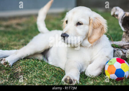 Jeune chiot golden retriever reste sur l'herbe après avoir joué avec une boule colorée Banque D'Images