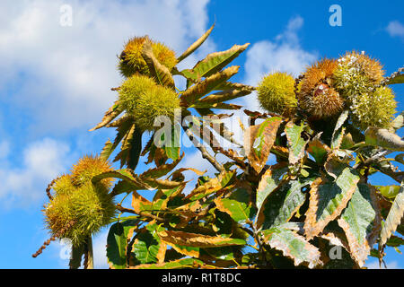 Branches marron avec des fruits mûrs ou châtaignes sur fond de ciel bleu. Les fruits et les aliments d'automne. Plan moyen. Banque D'Images