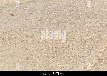 Troupeau d'alevins en eau peu profonde. Arrière-plan de la nature. L'ombre de ménés natation en eau peu profonde avec des vagues. Soft focus Banque D'Images