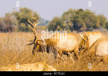 Un mâle avec un collier de repérage au San Luis National Wildlife Refuge dans la vallée centrale de Californie Banque D'Images