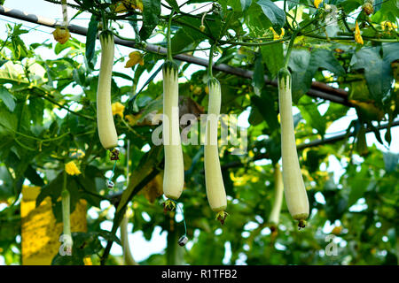 Concombre bio gourd sur treillis Banque D'Images