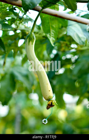 Concombre bio gourd sur treillis Banque D'Images