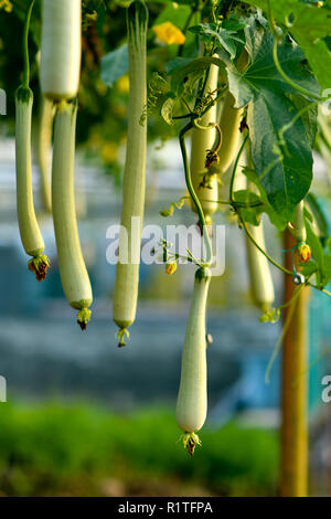 Concombre bio gourd sur treillis Banque D'Images
