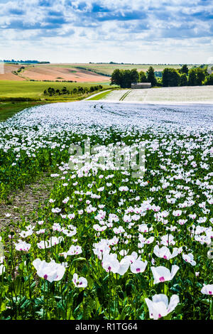 Un champ de coquelicots blancs cultivés sur les Marlborough Downs dans le Wiltshire. Banque D'Images