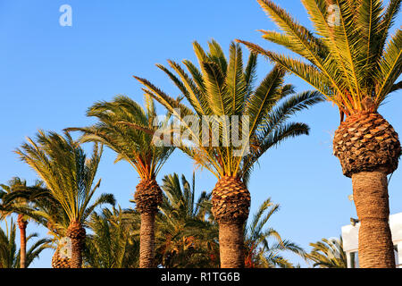 Palmiers sur la Costa de Azahar à Alcossebre Banque D'Images