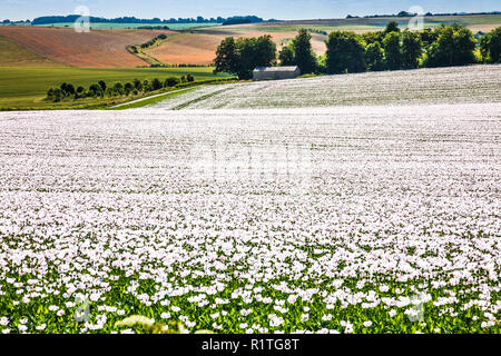 Un champ de coquelicots blancs cultivés sur les Marlborough Downs dans le Wiltshire. Banque D'Images