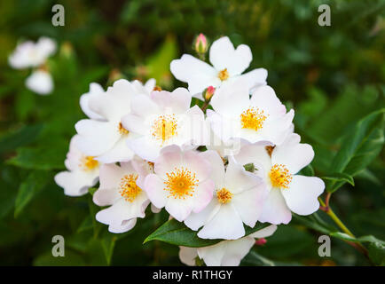 Rosier grimpant à fleurs blanches, Rosa, la variété White Swan, en pleine  floraison Photo Stock - Alamy