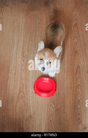 Vue de dessus sur un drôle mignon chiot se tient sur le sol près d'un bol vide et demande à manger Banque D'Images