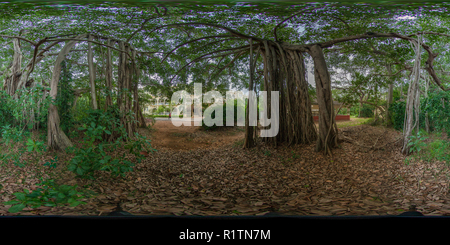 Vue panoramique à 360° de Banyan Tree à l'intérieur de la Société Théosophique de Adyar 02