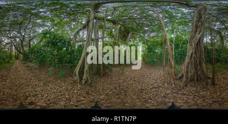 Vue panoramique à 360° de Banyan Tree à l'intérieur de la Société Théosophique de Adyar 04