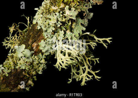 La mousse de chêne, Everania prunastri lichen, poussant sur une branche d'arbre dans une zone rurale de bois. Les lichens sont sensibles à la pollution de l'air. La croissance des lichens Banque D'Images