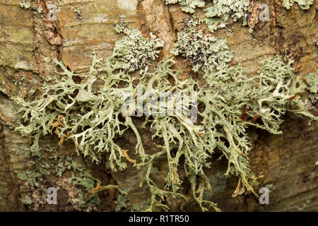 La mousse de chêne, Everania prunastri lichen, poussant sur une branche d'arbre dans une zone rurale de bois. Les lichens sont sensibles à la pollution de l'air. Dorset England UK Banque D'Images