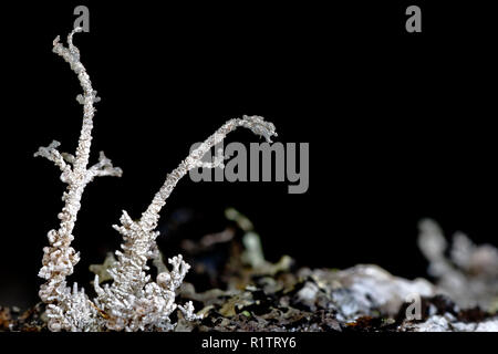 Belle macro détail d'un lichen andine de neige (Stereocaulon sp.) dans son environnement naturel. Banque D'Images