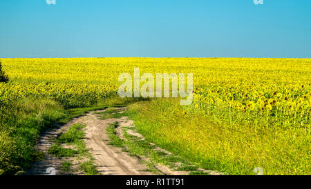 Route de terre dans un champ de tournesol en Russie Banque D'Images