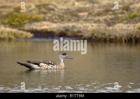 Crested duck (Lophonetta specularioides) observés dans son environnement naturel à 4000 mètres en nageant calmement à l'aube. Banque D'Images