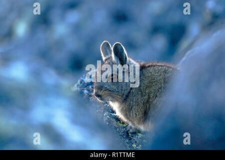 Un Vizcacha peruana (Lagidium Peruanum), un rongeur trouvés parmi les roches dans son habitat naturel. Banque D'Images