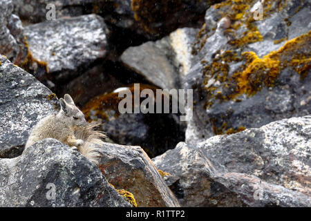 Vizcacha (Lagidium Peruanum peruana) Banque D'Images