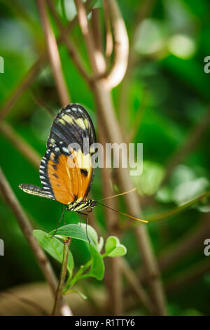 Vue latérale sur toute la longueur d'un facteur (en latin : Papillon Heliconius melpomene) assis sur une petite branche contre floue fond naturel. Banque D'Images