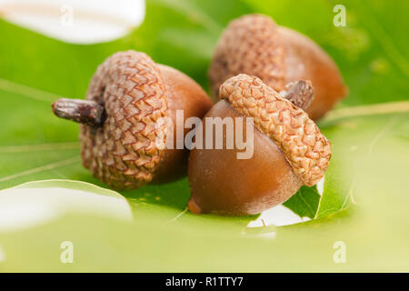 Close-up de trois glands sur feuilles de chêne vert. Banque D'Images