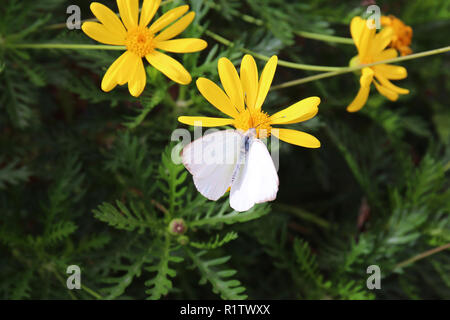 Close up d'un grand papillon blanc du chou se nourrissant d'un Euryops pectinatus flower Banque D'Images