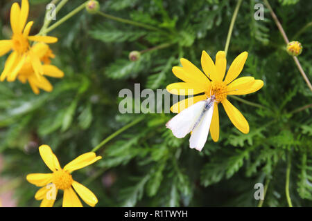 Close up d'un grand papillon blanc du chou se nourrissant d'un Euryops pectinatus flower Banque D'Images