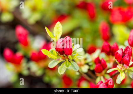 L'azalée rouge fermé des boutons de fleurs au printemps, Royaume-Uni Banque D'Images