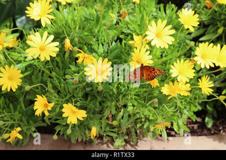 Close up d'un golfe Fritillary Butterfly reposant sur un Euryops pectinatus flower Banque D'Images