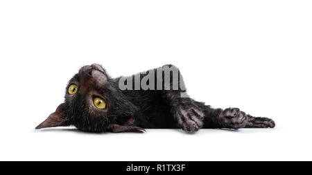 Jeune loup-garou / Lykoi cat kitten fixant et looking at camera avec de grands yeux jaunes. Isolé sur un fond blanc. Banque D'Images