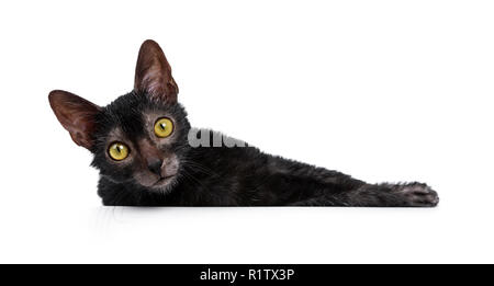 Jeune loup-garou / Lykoi cat kitten fixant et looking at camera avec de grands yeux jaunes. Isolé sur un fond blanc. Banque D'Images