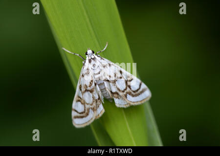 Belle marque de la Chine d'amphibien, Nymphula nitidulata Banque D'Images