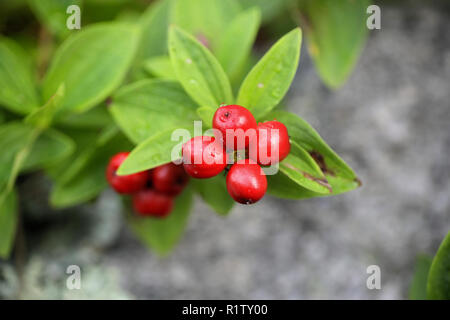 Cornus suecica, le nain cornel ou cornouiller du Canada Banque D'Images