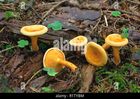 Hygrophoropsis aurantiaca, communément appelé la fausse chanterelle Banque D'Images