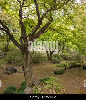 Twisted tronc d'un érable avec feuillage vert vif de la parc Rikugien garden dans le district de Bunkyo, au nord de Tokyo. Le parc a été créé à l'beginni Banque D'Images