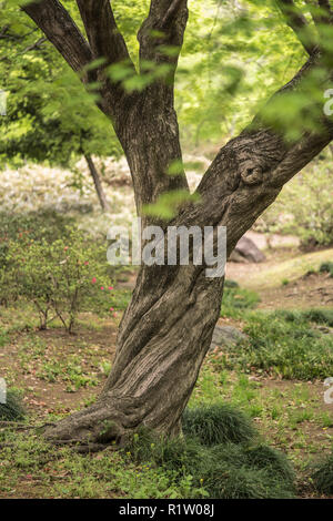 Le "Y" de twisted tronc d'un érable dans le parc Rikugien garden dans le district de Bunkyo, au nord de Tokyo. Le parc a été créé au début de l'e Banque D'Images