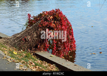 Ivy automne rouge Banque D'Images