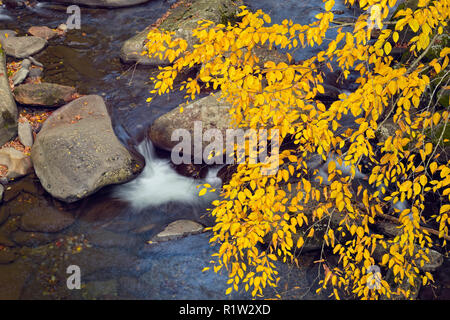 Le bouleau jaune sur la Petite Rivière Pigeon près de la cheminée, Great Smoky Mountains National Park, California, USA Banque D'Images