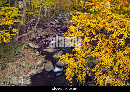 Le bouleau jaune sur la Petite Rivière Pigeon près de la cheminée, Great Smoky Mountains National Park, California, USA Banque D'Images