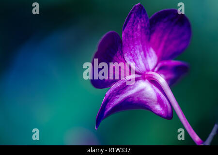 Macro image colorée d'une orchidée, la fleur tropicale ayant le contour d'un gros oiseau comme un aigle, symbole de la tendance Banque D'Images