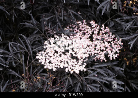 Sambucus nigra f. porphyrophylla (noir dentelle) fleurs. Banque D'Images