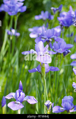 Iris sibirica 'SOmbres' ee en fleur. Banque D'Images