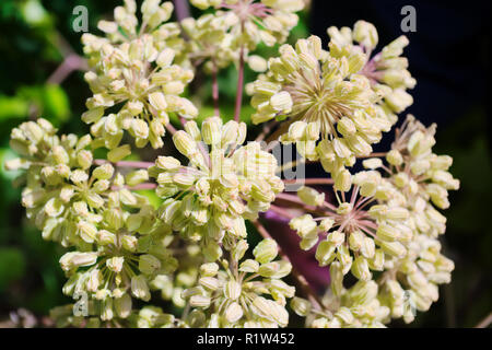 Ombelles globuleuses d'Angelica archangelica, l'angélique ou le céleri sauvage fleurs blanches close up. Occidentale, la Pologne. Banque D'Images