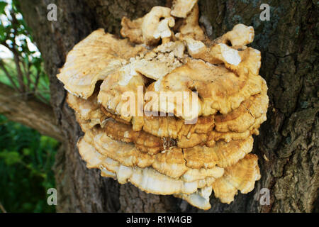 Noeud champignon poussant sur un tronc d'arbre. Profondeur de champ. Occidentale, la Pologne. Banque D'Images