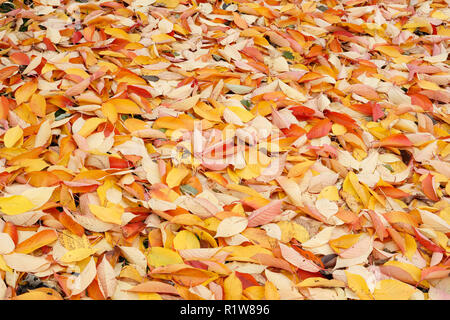 Les feuilles tombées en automne automne Banque D'Images