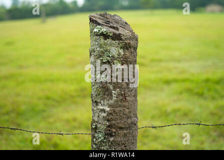 Bois bruts naturels Fencepost par des barbelés sur un pré vert avec arrière-plan flou Banque D'Images