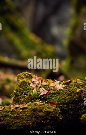 Les feuilles tombées dans un canyon avec dérive couverts de mousse Banque D'Images